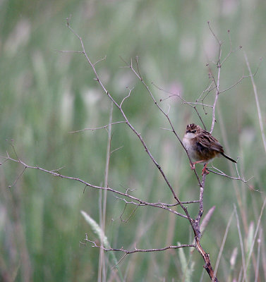FAN-TAILED WARBLER . THE TRUJILLO PLAINS . SPAIN . 30 . 4 . 2017 