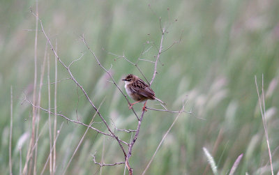 FAN-TAILED WARBLER . THE TRUJILLO PLAINS . SPAIN . 30 . 4 . 2017