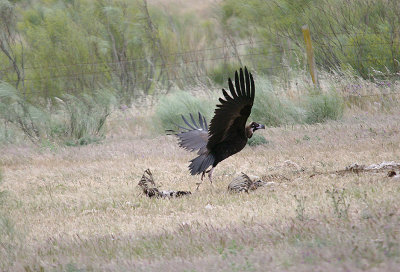 BLACK VULTURE . THE TRUJILLO PLAINS . SPAIN . 30 . 4 . 2017