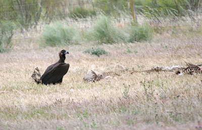 BLACK VULTURE . THE TRUJILLO PLAINS . SPAIN . 30 . 4 . 2017