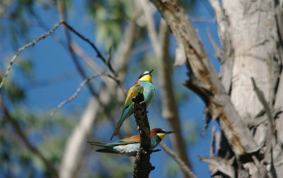 BEE EATER , Nr ALCANTARA , SPAIN , 30 , 4 , 2017