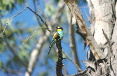 BEE EATER . Nr ALCANTARA . SPAIN . 30 . 4 . 2017