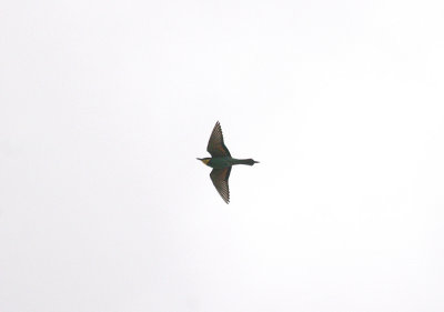 BEE EATER . Nr ALCANTARA . SPAIN . 30 . 4 . 2017