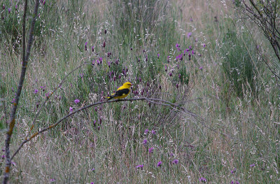 GOLDEN ORIOLE . Nr ALCANTARA . SPAIN . 30 . 4 . 2017