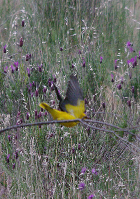 GOLDEN ORIOLE , Nr ALCANTARA , SPAIN , 30 . 4 . 2017
