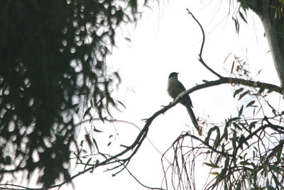 AZURE-WINGED MAGPIE . Nr ALCANTARA . SPAIN . 30 . 4 . 2017.JPG