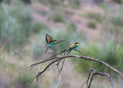 EUROPEAN BEE EATER . Nr ALCANTARA . SPAIN . 30 . 4 . 2017