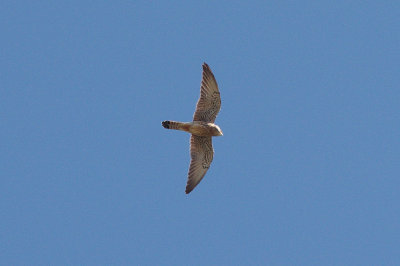 LESSER KESTREL . ALCANTARA . SPAIN . 1 . 5 . 2017
