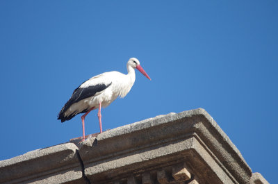 WHITE STORK . ALCANTARA . SPAIN . 1 . 5 . 2017