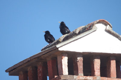SPOTLESS STARLING . ALCANTARA . SPAIN . 1 . 4 . 2017