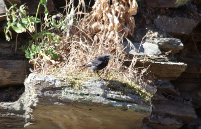 BLACK REDSTART . ALCANTARA . SPAIN . 1 . 5 . 2017