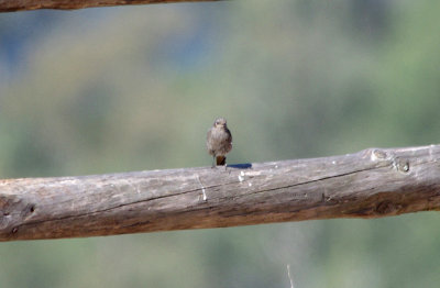 BLACK REDSTART , ALCANTARA , SPAIN , 1 , 5 , 2017