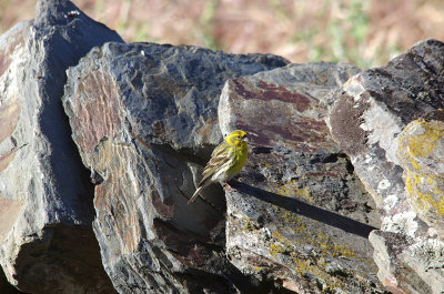 SERIN . ALCANTARA . SPAIN . 1 . 5 . 2017 