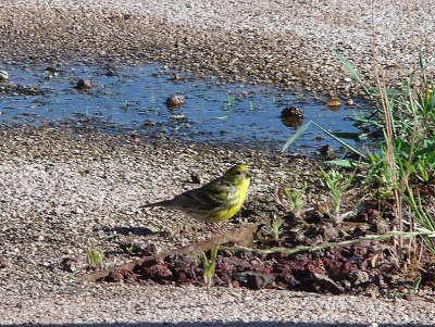 SERIN . ALCANTARA . SPAIN . 1 . 5 . 2017