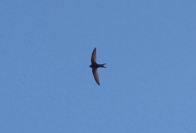 COMMON SWIFT . ALCANTARA . SPAIN . 1 . 5 . 2017.JPG