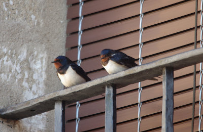 BARN SWALLOW . ALCANTARA . SPAIN . 1 . 5 . 2017.JPG