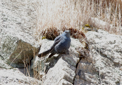 BLUE ROCK THRUSH , ALCANTARA RESERVOIR , SPAIN , 1 , 5 , 2017