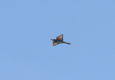 EUROPEAN BEE-EATER . ALCANTARA RESERVOIR . SPAIN . 1 . 5 . 2017