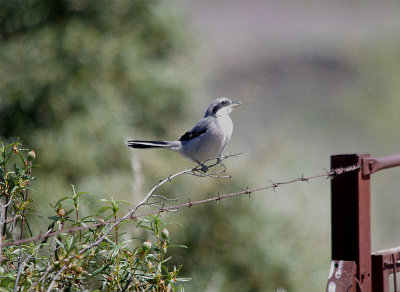 IBERIAN SHRIKE . Nr MEMBRIO . SPAIN . 1 . 5 . 2017 