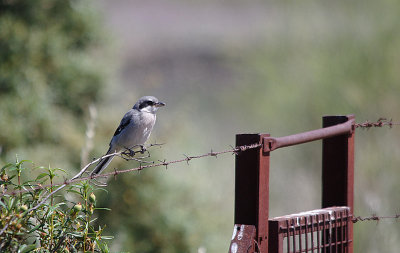 IBERIAN SHRIKE , Nr MEMBRIO , SPAIN , 1 , 5 , 2017