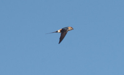 RED-RUMPED SWALLOW , ALCANTARA , SPAIN , 1 , 5 , 2017