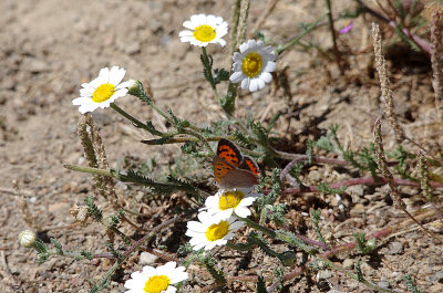 SMALL COPPER . Nr MEMBRIO . SPAIN . 1 . 5 . 2017