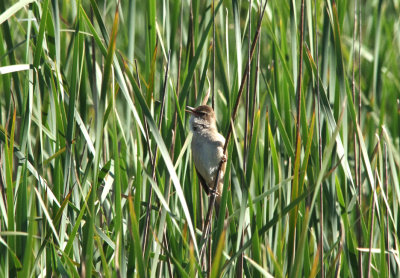 GREAT REED WARBLER , Nr TALAVAN , SPAIN , 2 , 5 , 2017