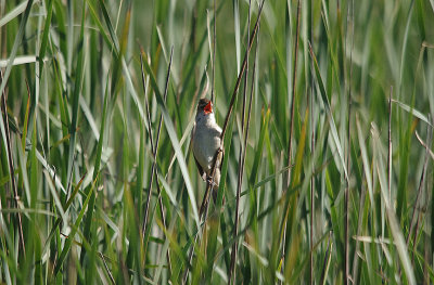 GREAT REED WARBLER . Nr TALAVAN . SPAIN . 2 . 5 . 2017 