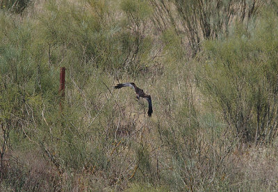 MARSH HARRIER ( Male ) . Nr TALAVAN . SPAIN . 2 . 5 . 2017