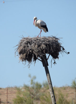 WHITE STORK . Nr TALAVAN . SPAIN . 2 . 5 . 2017