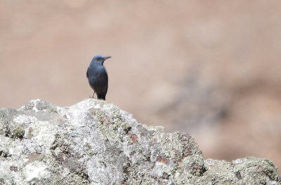 BLUE ROCK THRUSH . MONFRAGUE NATIONAL PARK . SPAIN . 2 . 5 . 2017