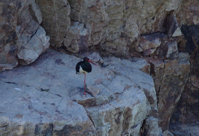 BLACK STORK . MONFRAGUE NATIONAL PARK . SPAIN . 2 . 5 . 2017 