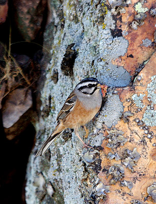 ROCK BUNTING , MONFRAGUE NATIONAL PARK , SPAIN , 2 , 5 , 2017