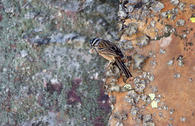 ROCK BUNTING . MONFRAGUE NATIONAL PARK . SPAIN . 2 . 5 . 2017