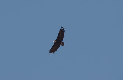 BLACK VULTURE . Nr MEMBRIO . SPAIN . 1 . 5 . 2017