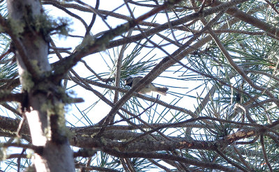 CRESTED TIT . MONFRAGUE NATIONAL PARK . SPAIN . 2 . 5 . 2017