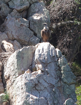 GRIFFON VULTURE . THE TIETAR CLIFFS PORTILLA EL TIETAR . SPAIN . 2 . 5 . 2017