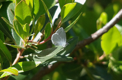 HOLLY BLUE . THE TIETAR CLIFFS . PORTILLA EL TIETAR . SPAIN . 2 . 5 . 2017