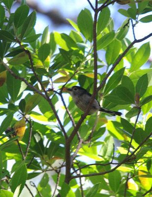 LONG-TAILED TIT . MONFRAGUE NATIONAL PARK . SPAIN . 2 . 5 . 2017