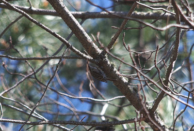 SHORT TOED TREECREEPER . MONFRAGUE NATIONAL PARK . SPAIN . 2 . 5 . 2017