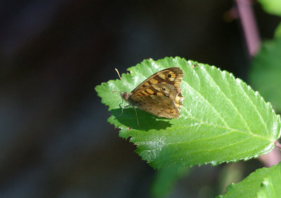 SPECKLED WOOD . THE TIETAR CLIFFS . PORTILLA EL TIETAR . SPAIN . 2 . 5 . 2017
