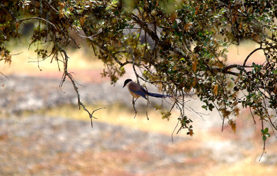 AZURE-WINGED MAGPIE . Nr ARROYA DE LA LUZ . SPAIN . 3 . 5 . 2017 