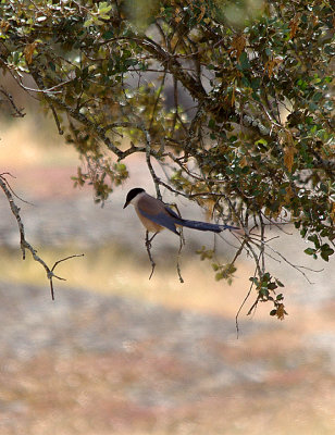 AZURE-WINGED MAGPIE . Nr ARROYA DE LA LUZ . SPAIN . 3 . 5 . 2017