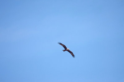 BLACK KITE . Nr ARROYA DE LA LUZ . SPAIN . 3 . 5 . 2017