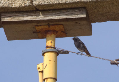 BLACK REDSTART ( Male ) . ALCANTARA . SPAIN . 3 . 5 . 2017