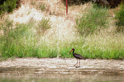 BLACK STORK , STOE PINES , Nr BROZAS , SPAIN , 3 , 5 , 2017