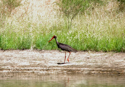 BLACK STORK , STONE PINES , Nr BROZAS , SPAIN , 3 , 5 , 2017