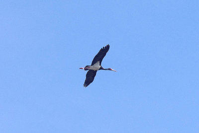 BLACK STORK . STONE PINES . Nr BROZAS . SPAIN . 3 . 5 . 2017