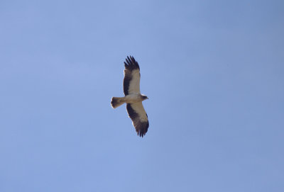 BOOTED EAGLE , Nr ARROYA DE LA LUZ , SPAIN , 3 , 5 , 2017