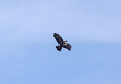 BOOTED EAGLE . Nr ARROYA DE LA LUZ . SPAIN . 3 . 5 . 2017